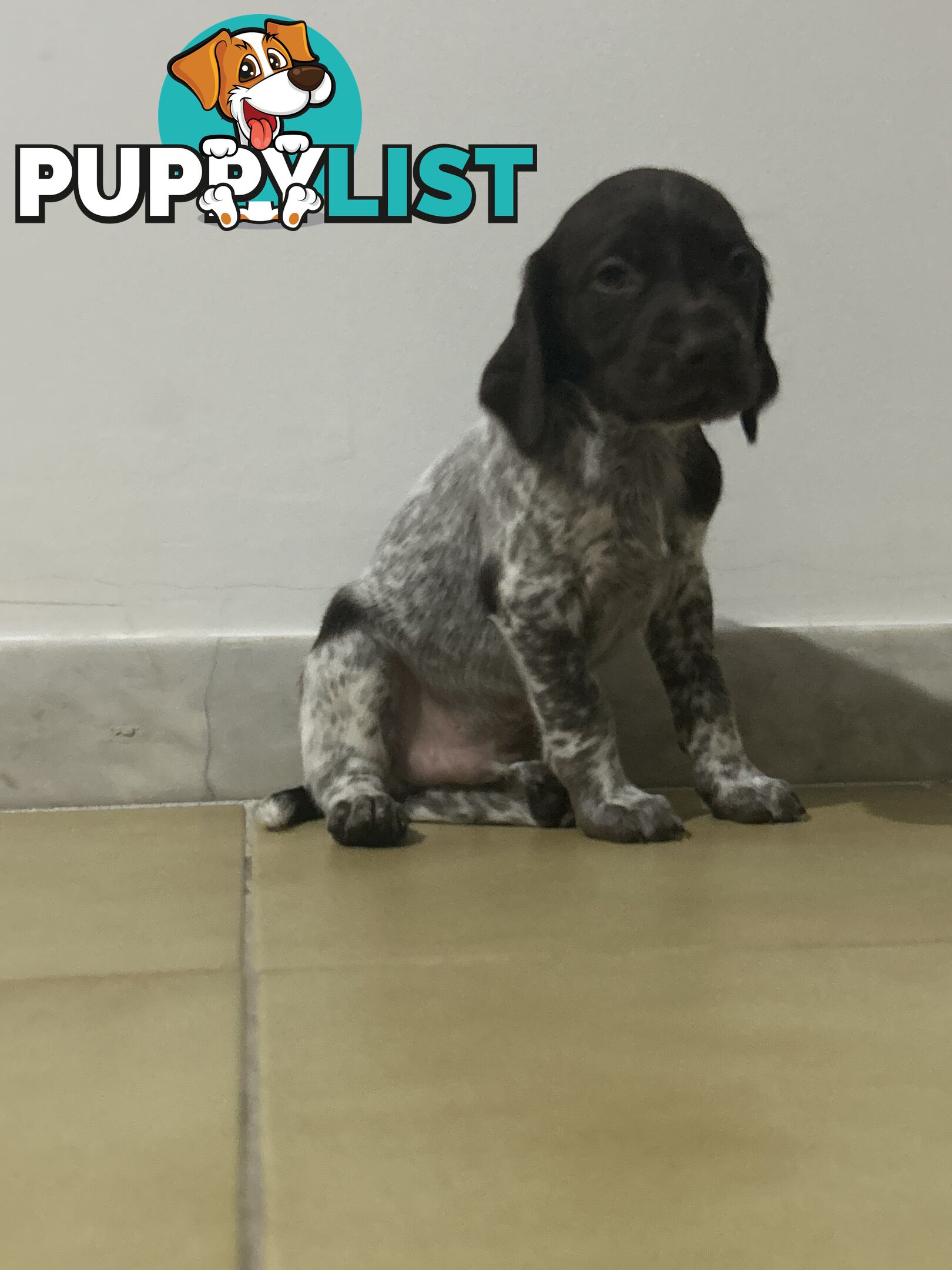 Brittany spaniel x gsp puppies