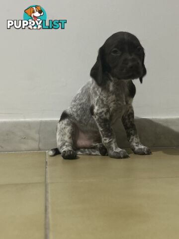 Brittany spaniel x gsp puppies