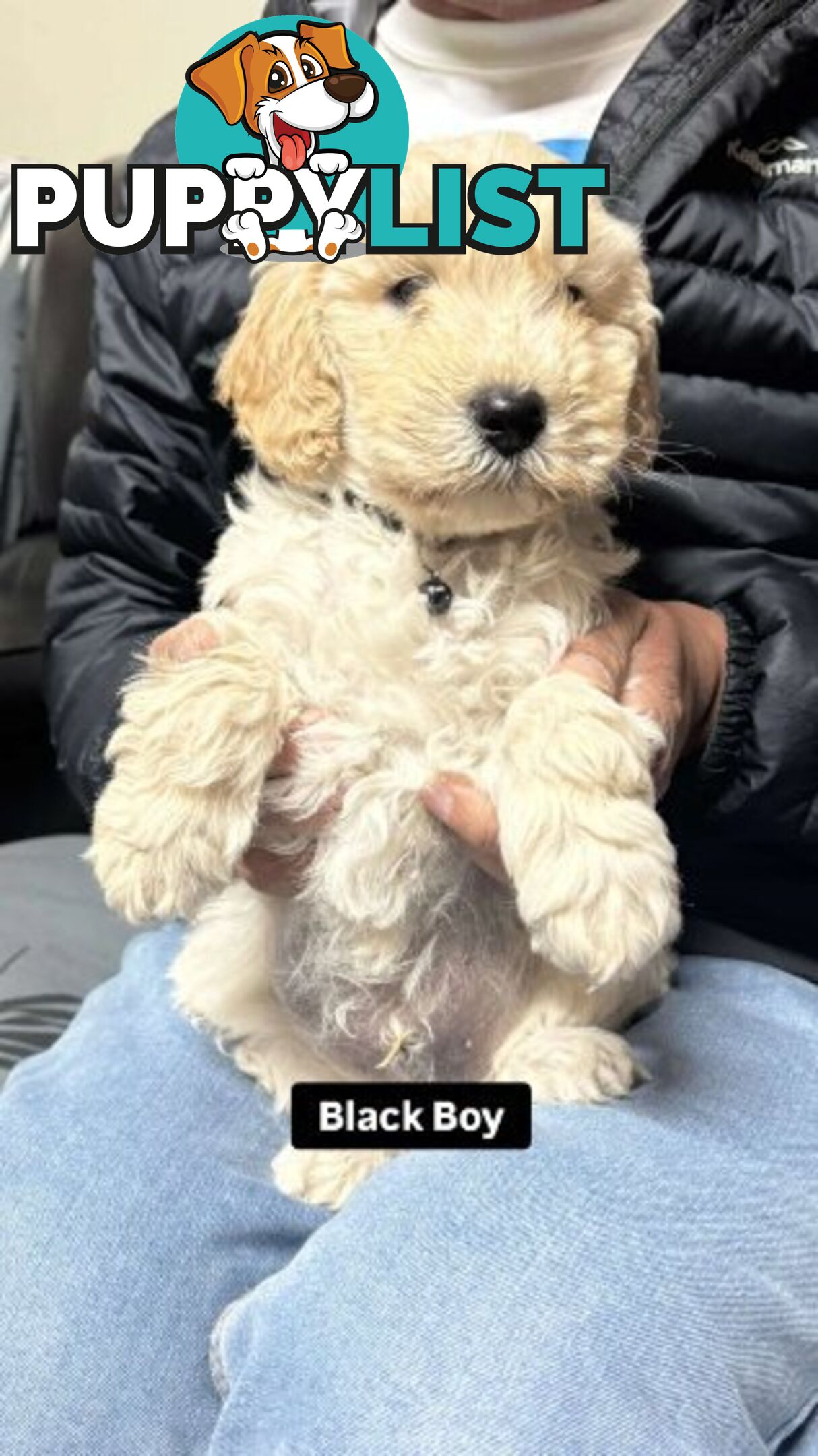 Spoodle cream and black 2nd gen