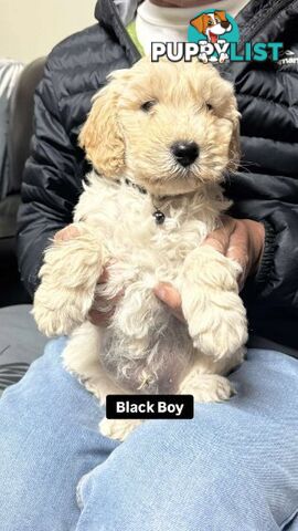 Spoodle cream and black 2nd gen