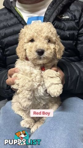 Spoodle cream and black 2nd gen