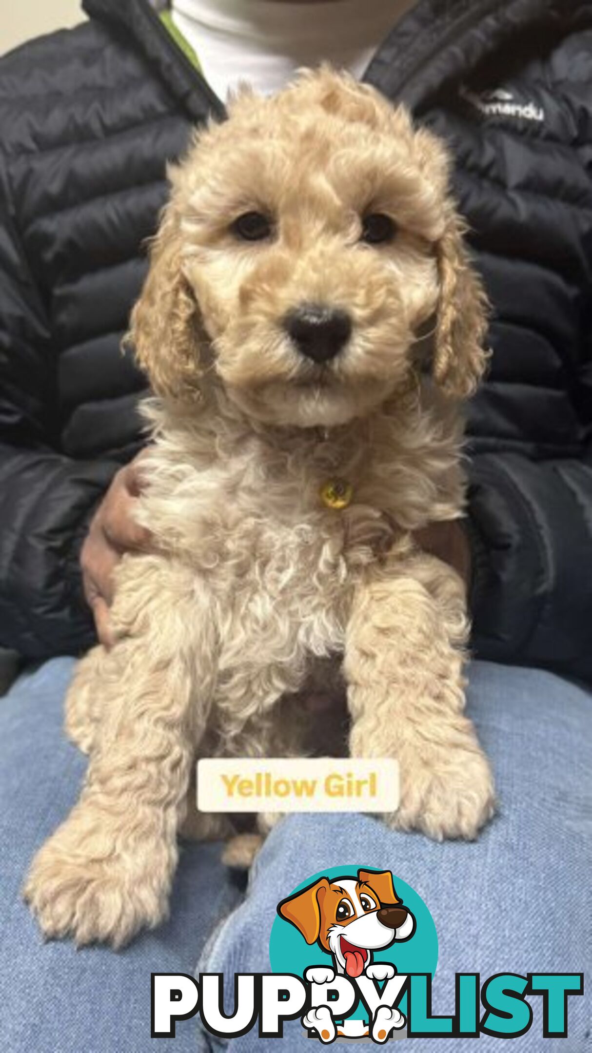 Spoodle cream and black 2nd gen