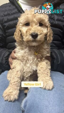 Spoodle cream and black 2nd gen