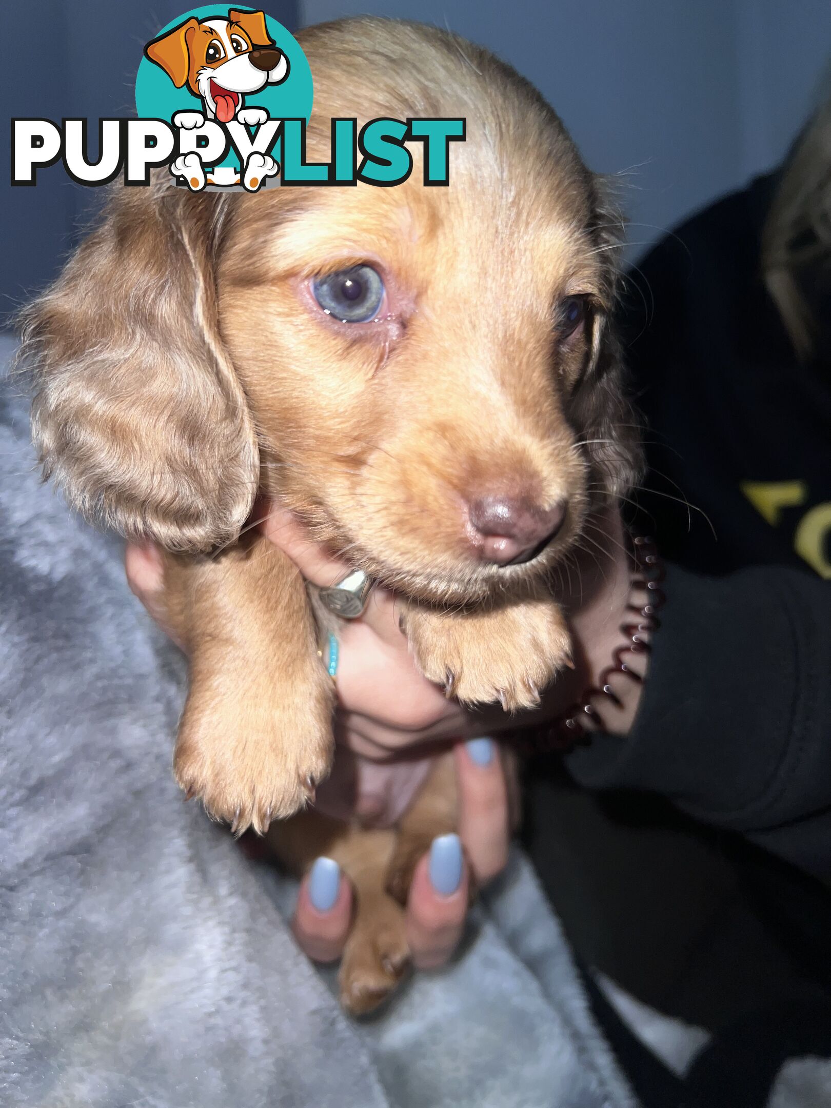Mini dachshund puppies