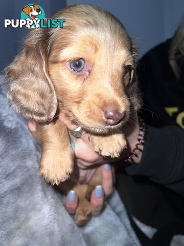 Mini dachshund puppies