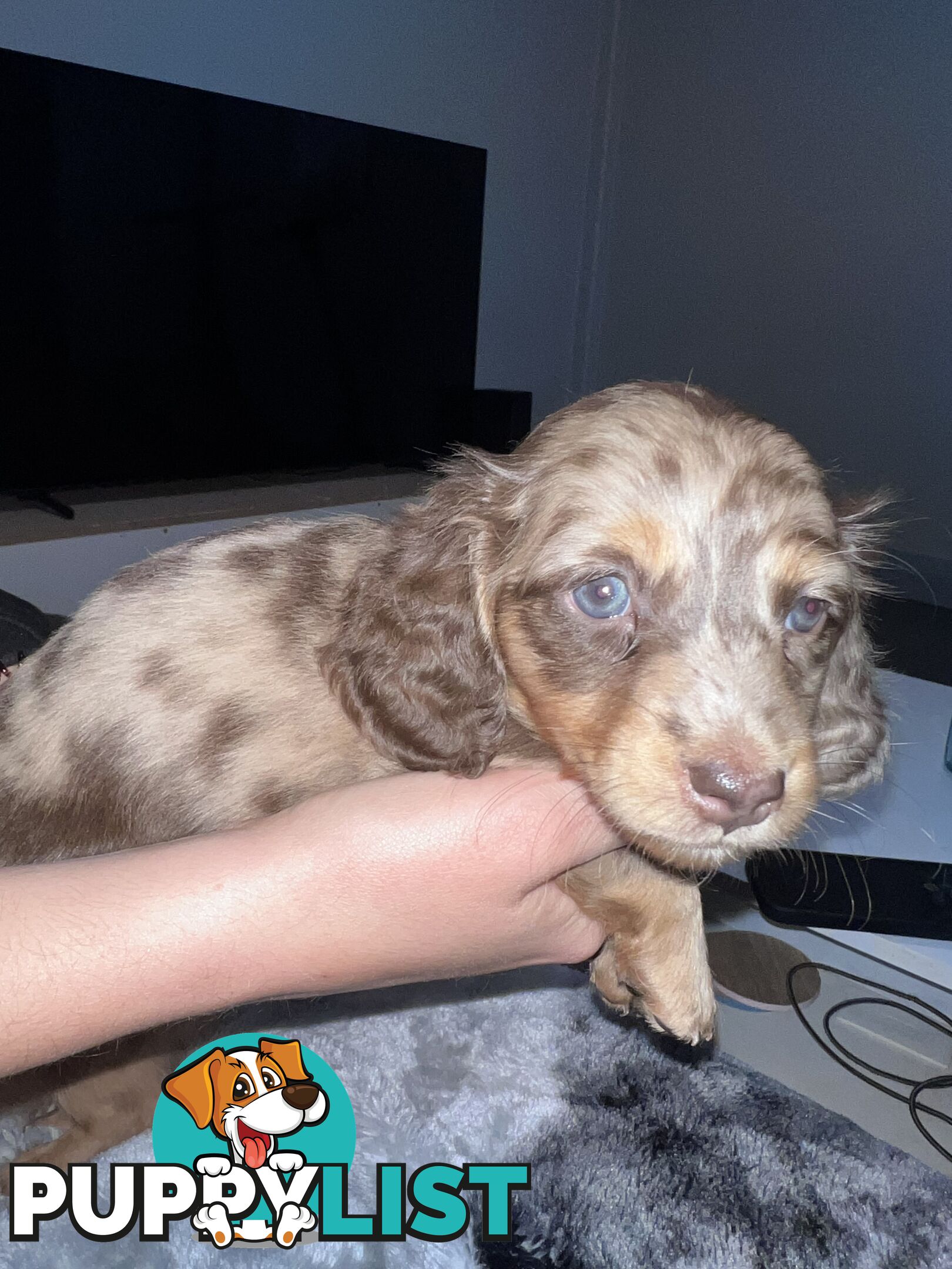 Mini dachshund puppies