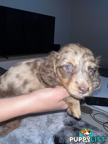 Mini dachshund puppies
