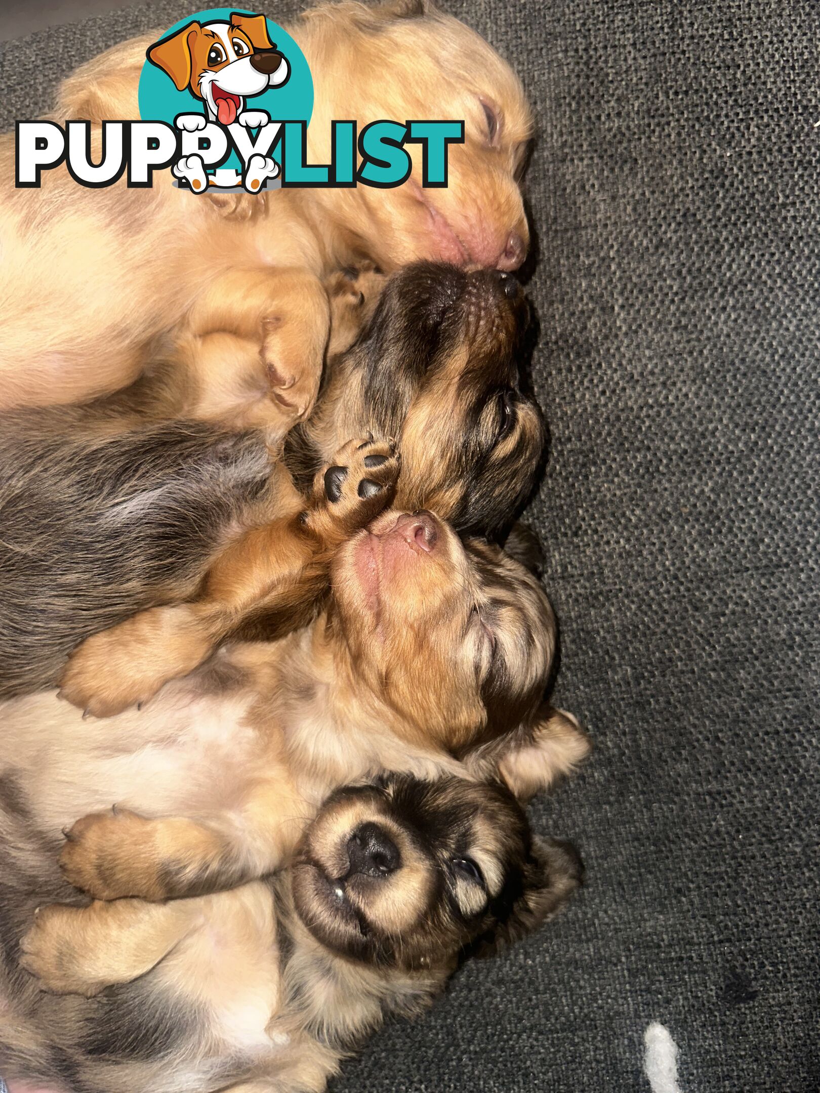 Mini dachshund puppies