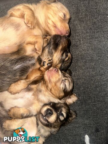 Mini dachshund puppies
