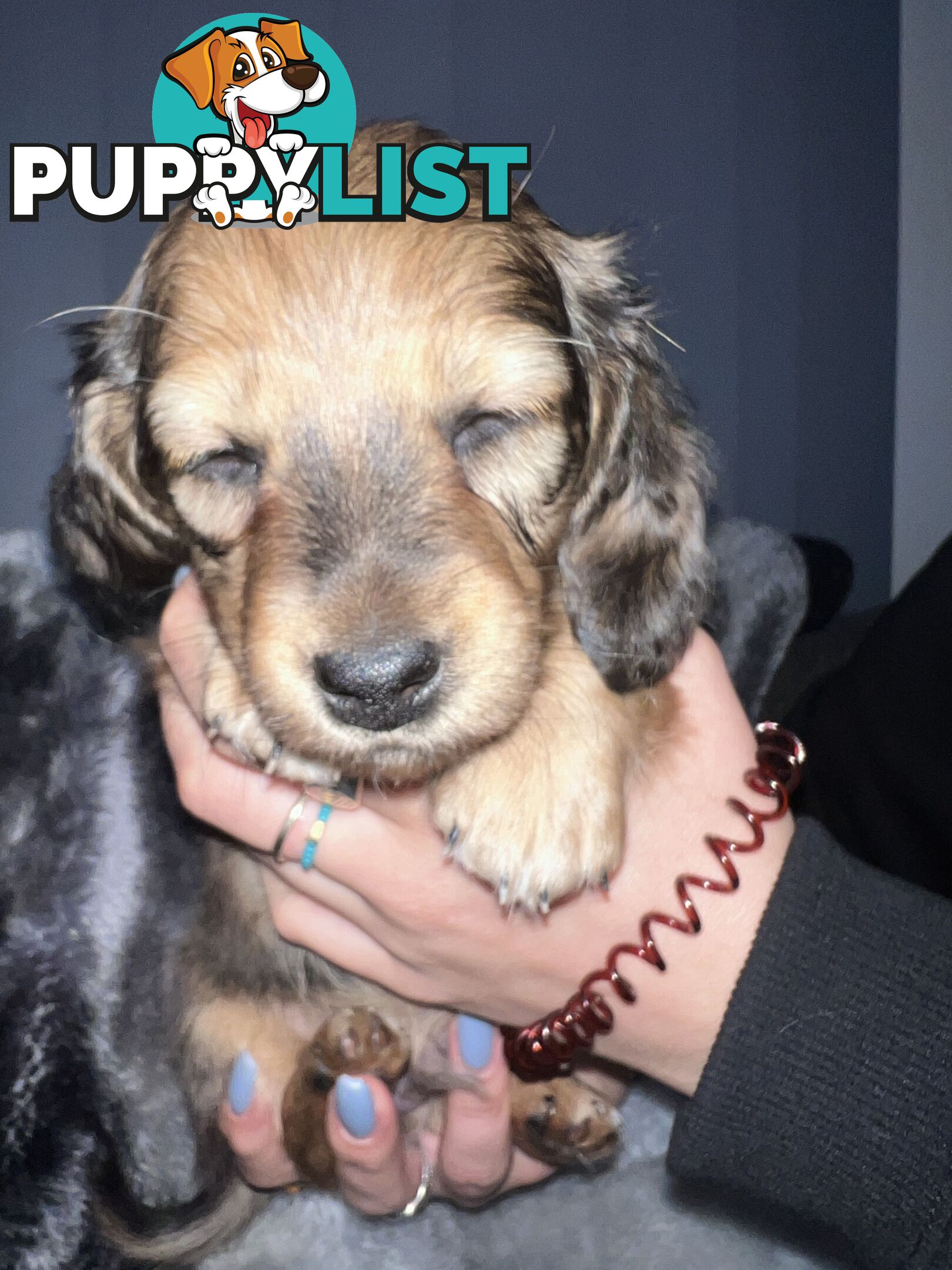 Mini dachshund puppies