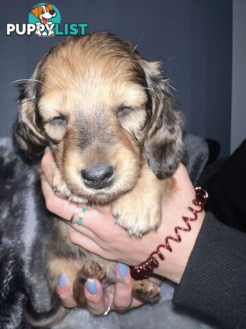 Mini dachshund puppies