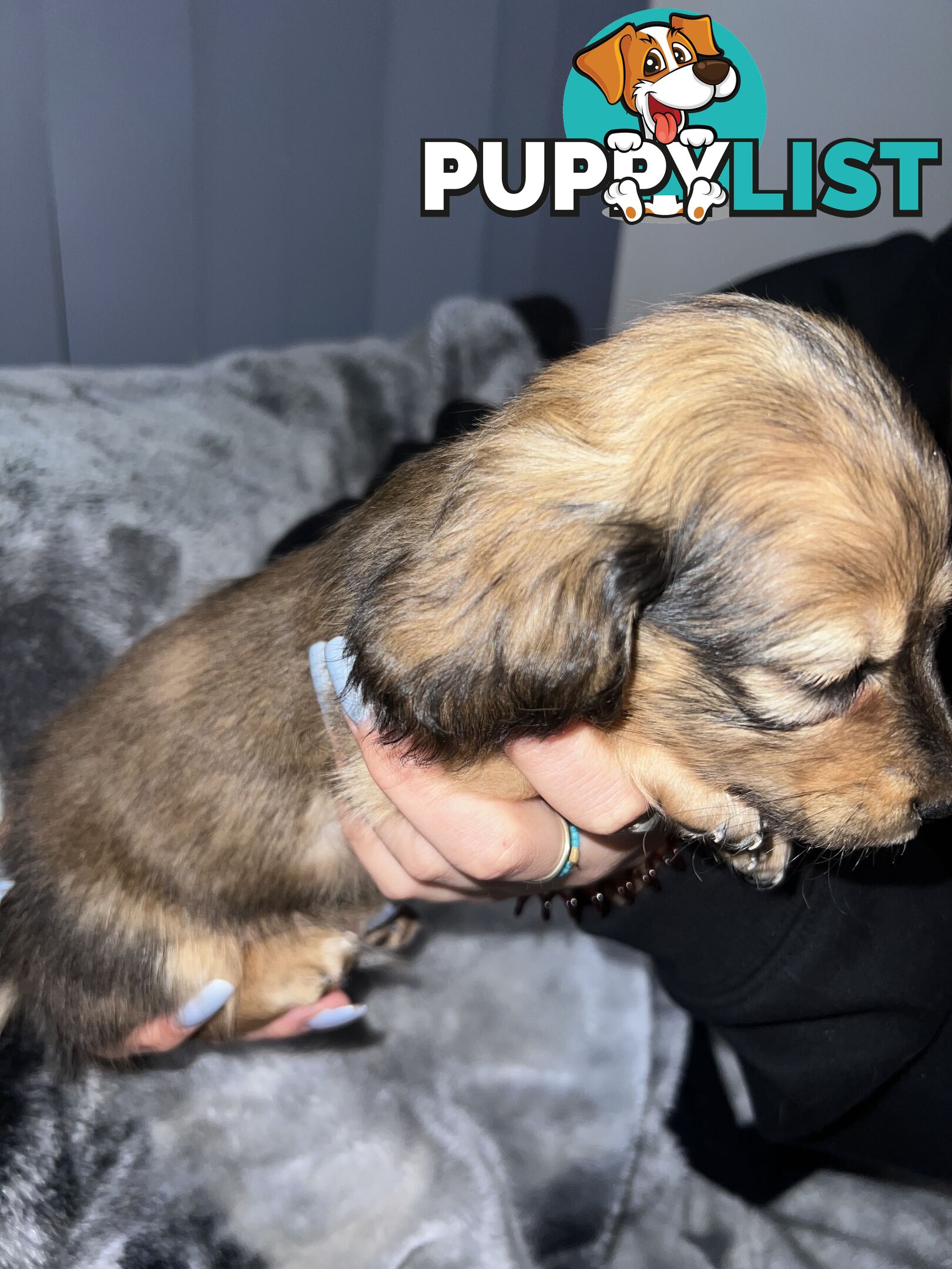 Mini dachshund puppies