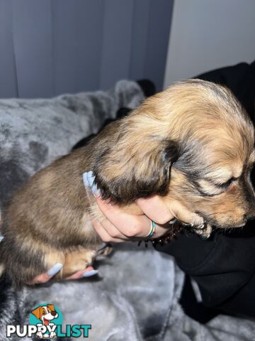 Mini dachshund puppies