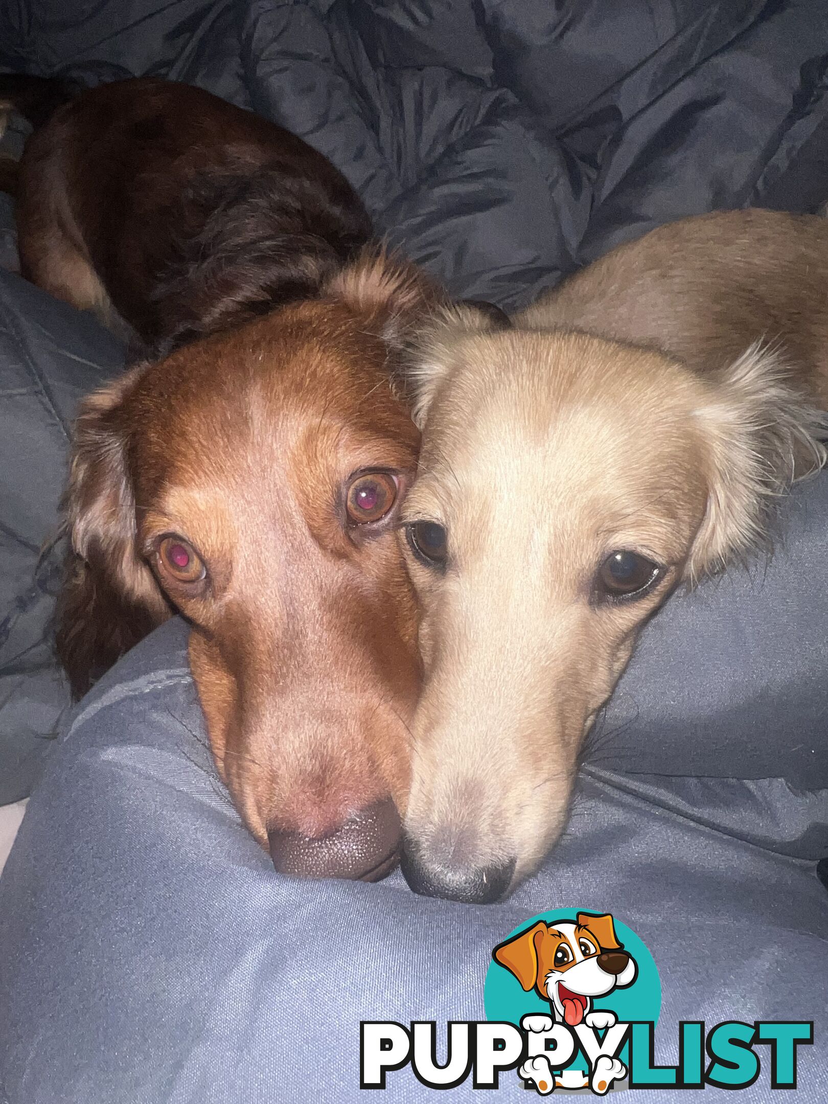 Mini dachshund puppies