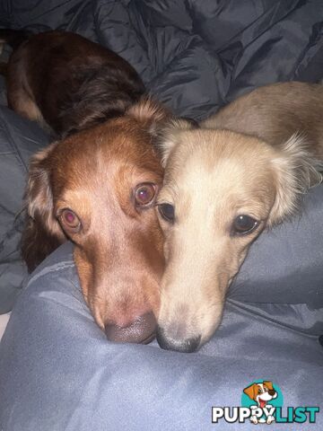 Mini dachshund puppies