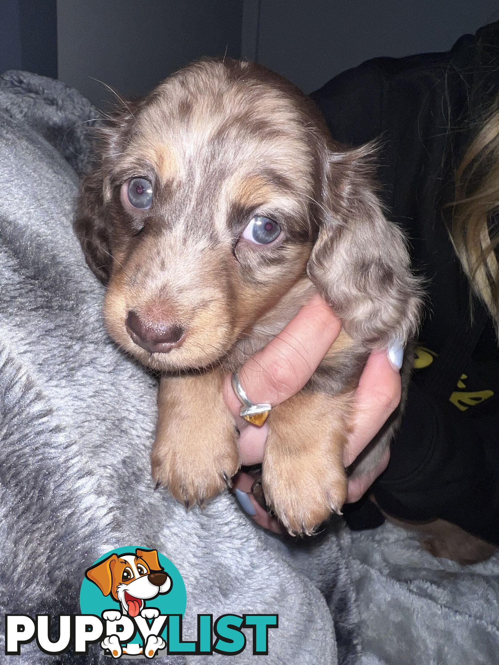 Mini dachshund puppies