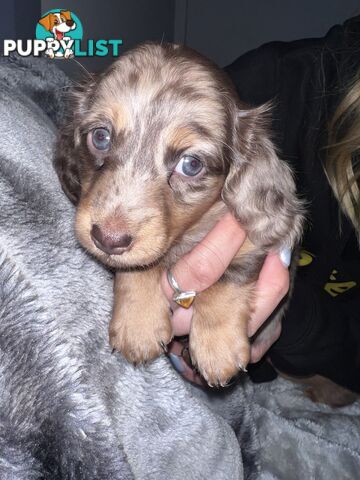 Mini dachshund puppies