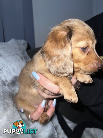Mini dachshund puppies