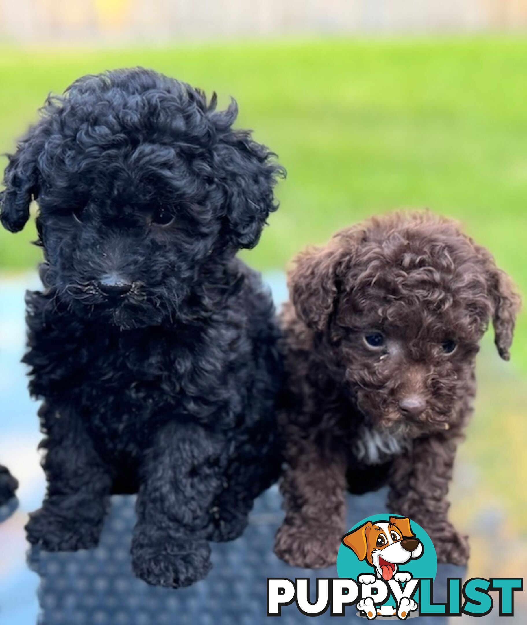 Christmas puppies avail now. Toy poodle, pure, baby boys. Oakleigh. Free deliv.