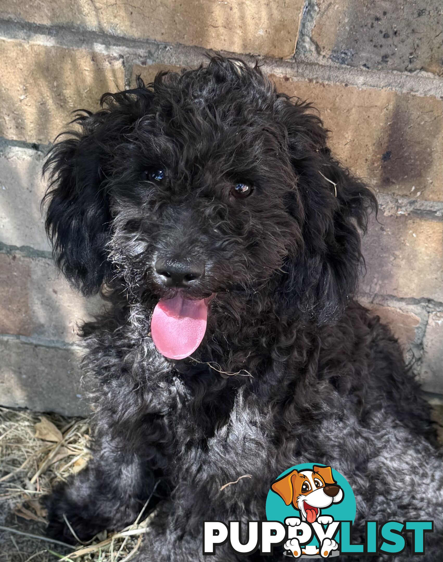 Avail now. Toy poodle, pure, puppy boys. Oakleigh. Free deliv.