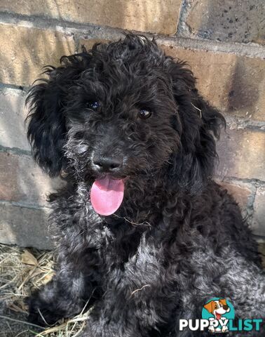 Avail now. Toy poodle, pure, puppy boys. Oakleigh. Free deliv.