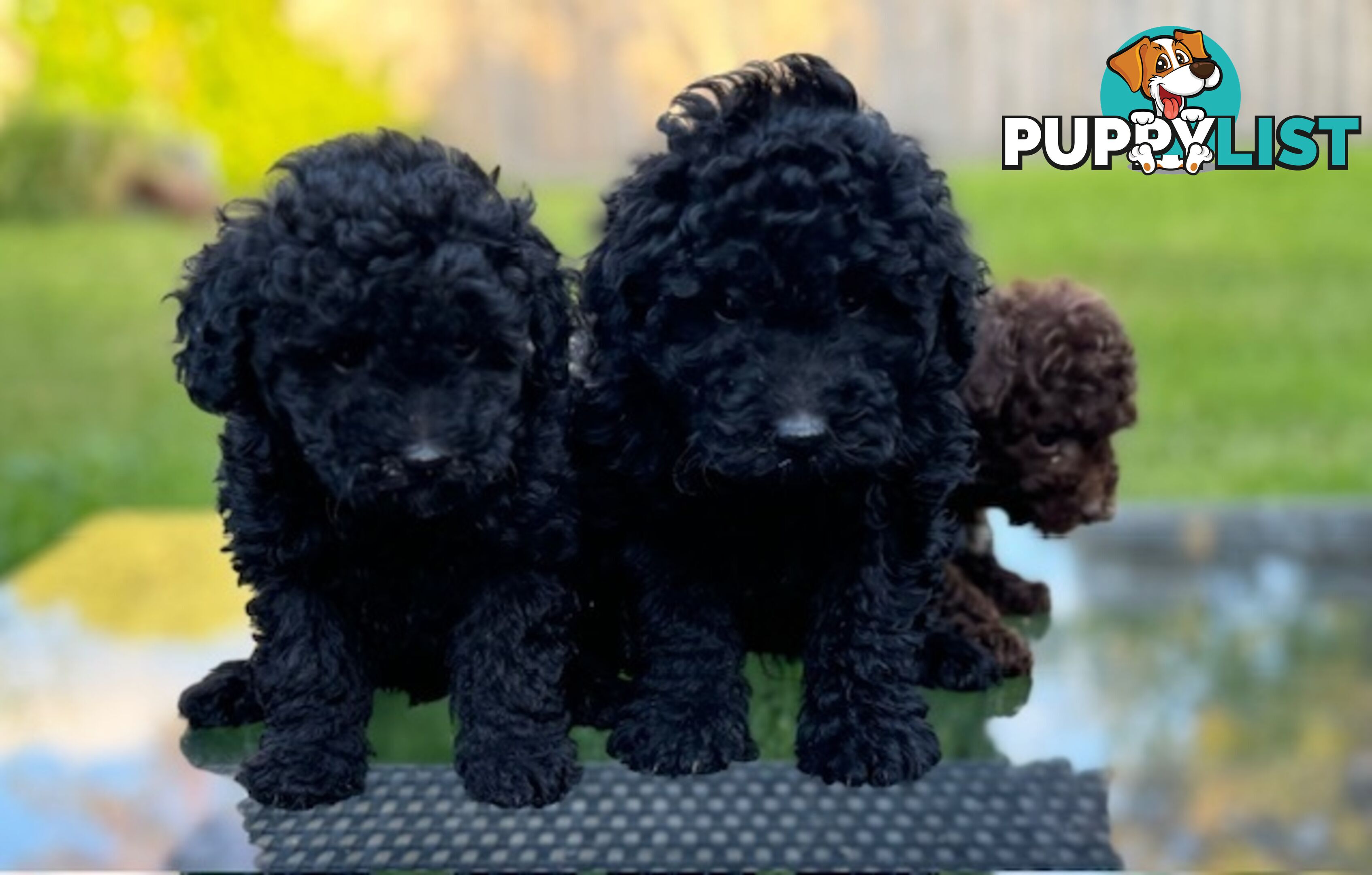 Christmas puppies avail now. Toy poodle, pure, baby boys. Oakleigh. Free deliv.