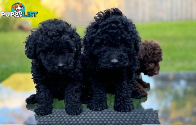 Christmas puppies avail now. Toy poodle, pure, baby boys. Oakleigh. Free deliv.