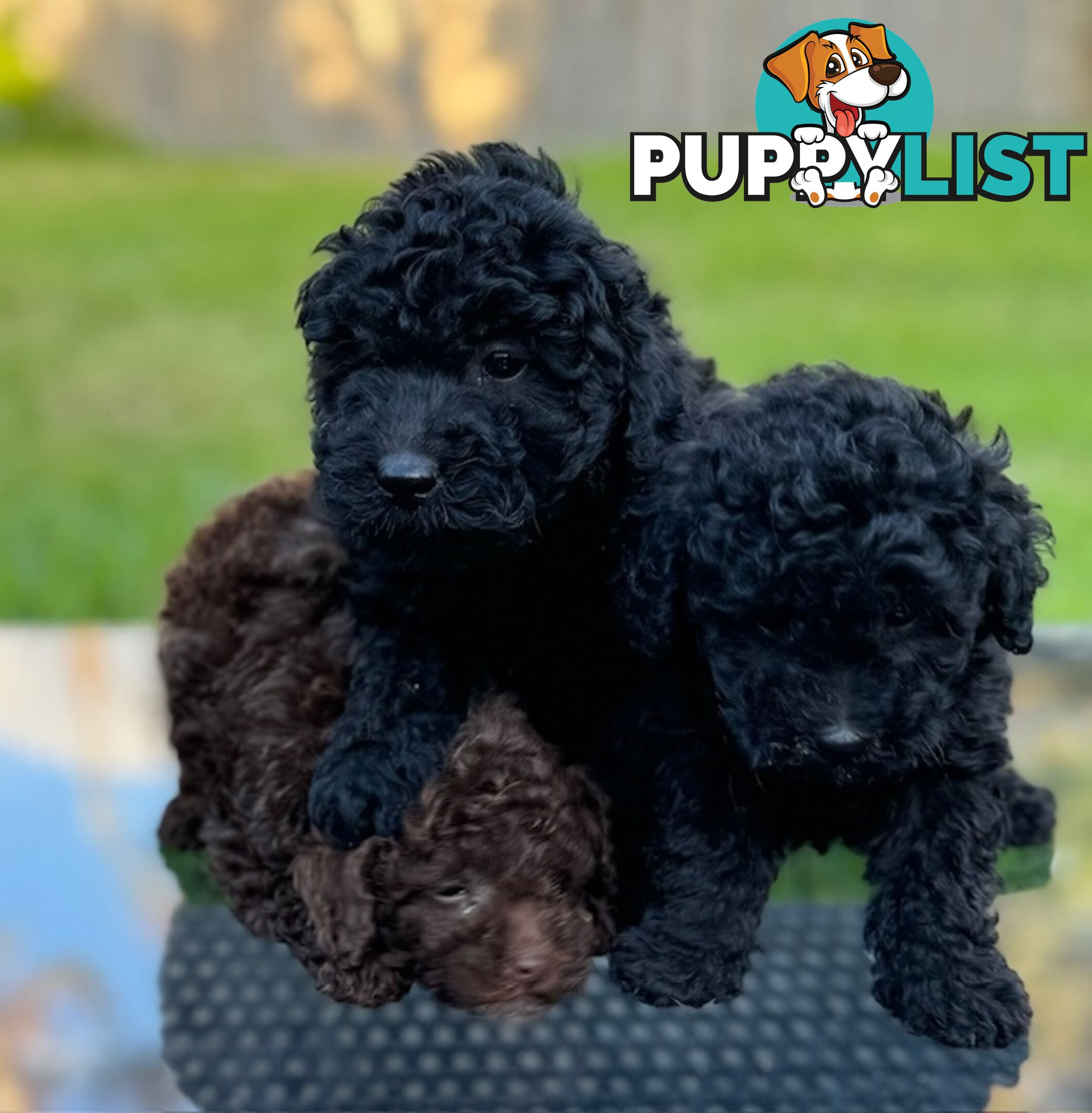 Christmas puppies avail now. Toy poodle, pure, baby boys. Oakleigh. Free deliv.