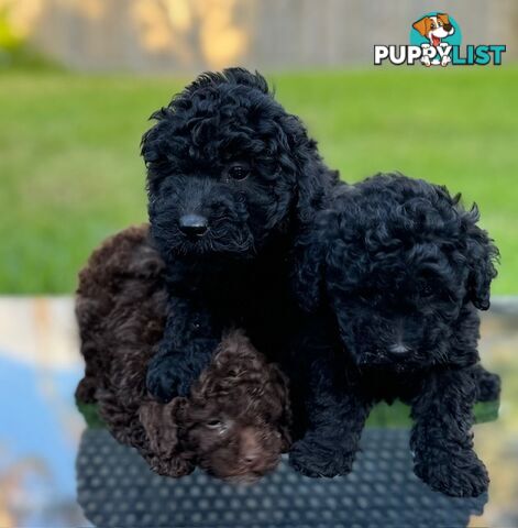 Christmas puppies avail now. Toy poodle, pure, baby boys. Oakleigh. Free deliv.