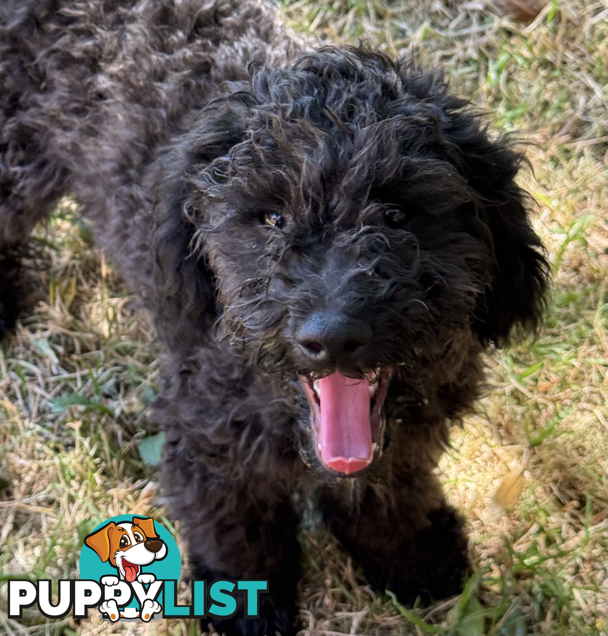 Avail now. Toy poodle, pure, puppy boys. Oakleigh. Free deliv.