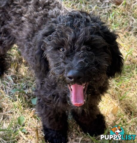 Avail now. Toy poodle, pure, puppy boys. Oakleigh. Free deliv.