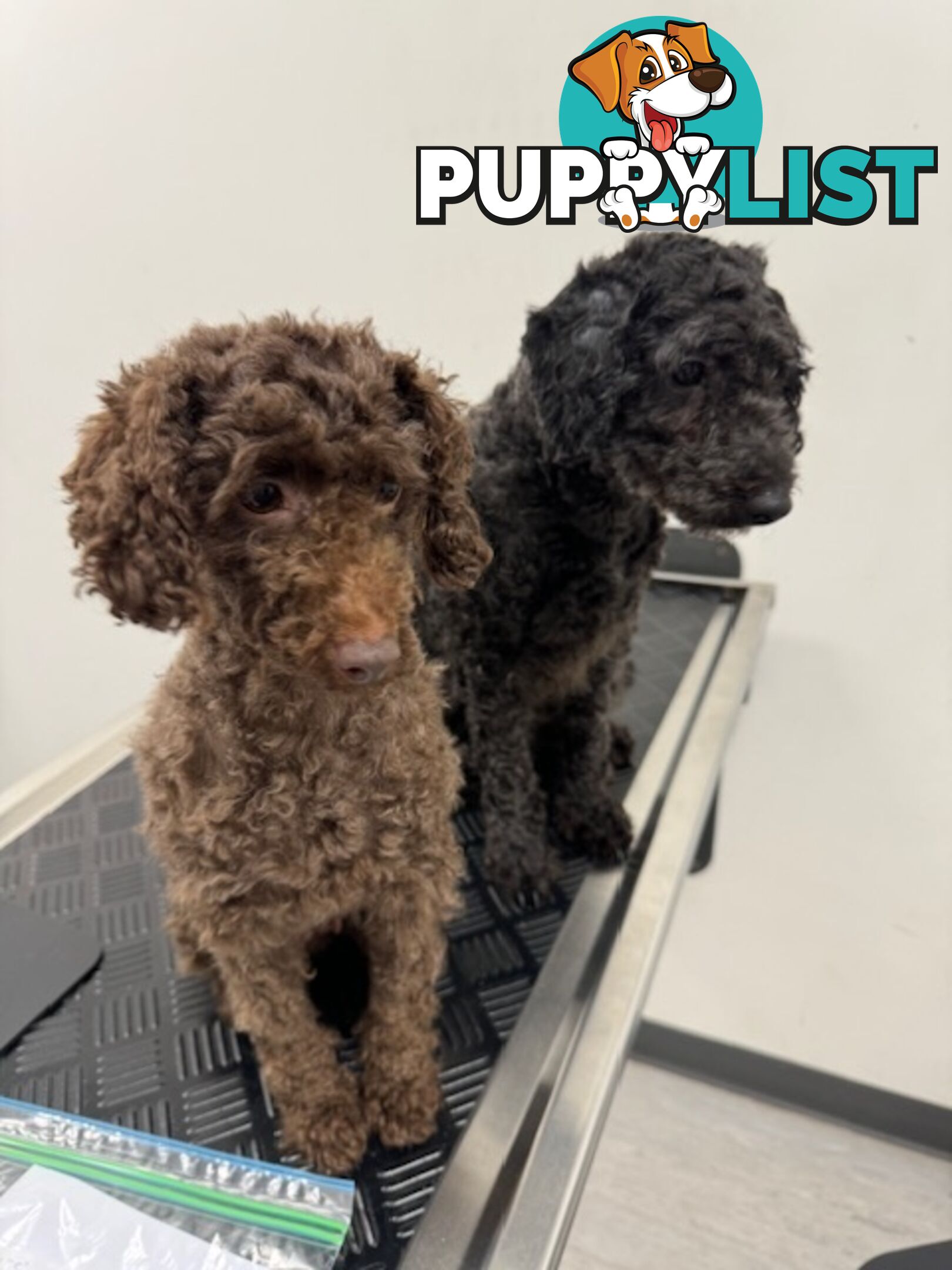 Christmas puppies avail now. Toy poodle, pure, baby boys. Oakleigh. Free deliv.