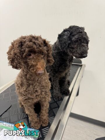 Christmas puppies avail now. Toy poodle, pure, baby boys. Oakleigh. Free deliv.