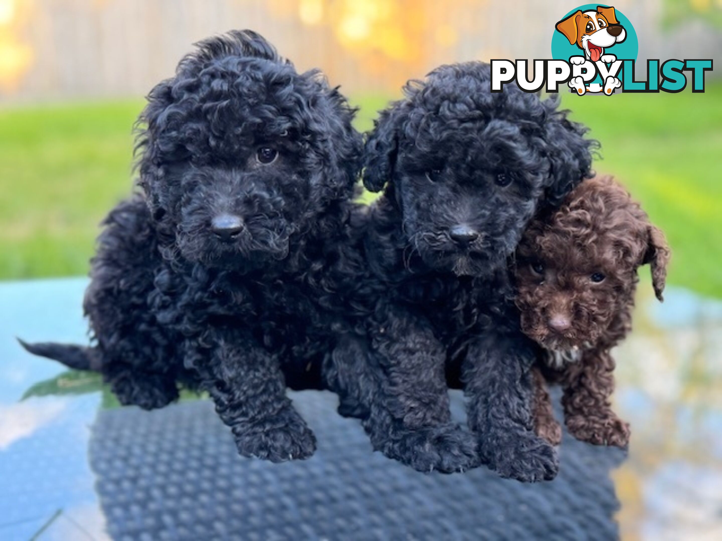 Christmas puppies avail now. Toy poodle, pure, baby boys. Oakleigh. Free deliv.