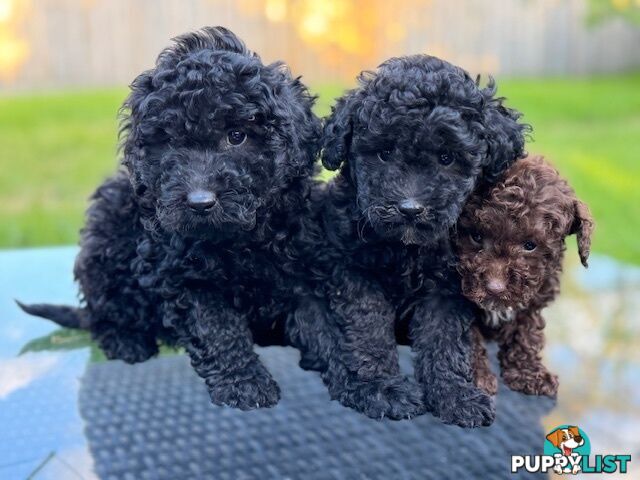 Christmas puppies avail now. Toy poodle, pure, baby boys. Oakleigh. Free deliv.