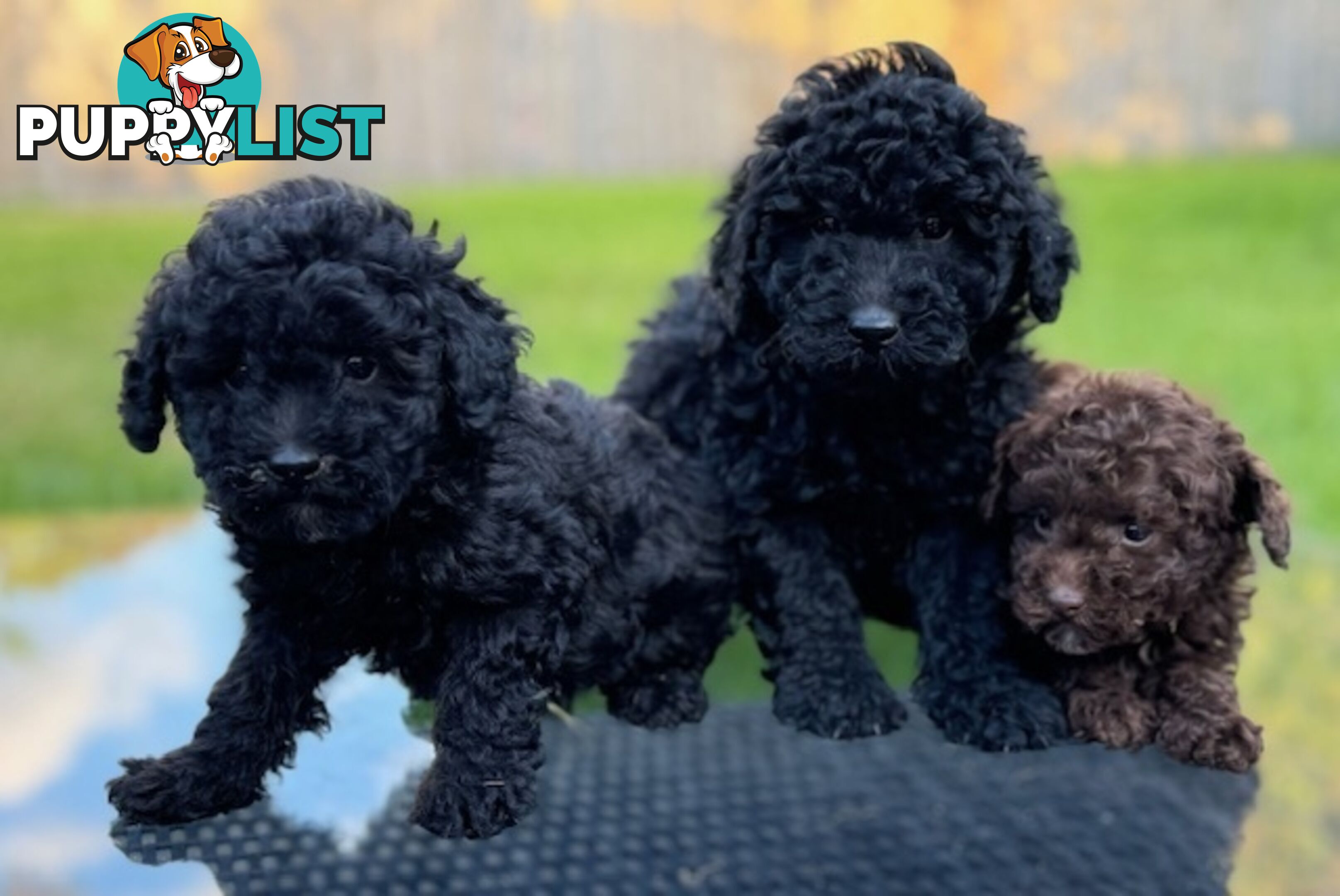 Christmas puppies avail now. Toy poodle, pure, baby boys. Oakleigh. Free deliv.