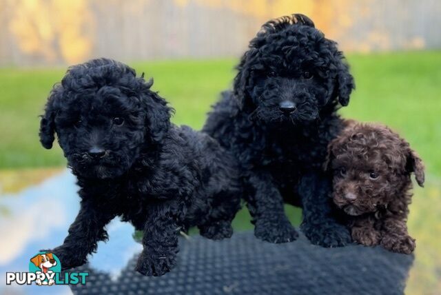 Christmas puppies avail now. Toy poodle, pure, baby boys. Oakleigh. Free deliv.