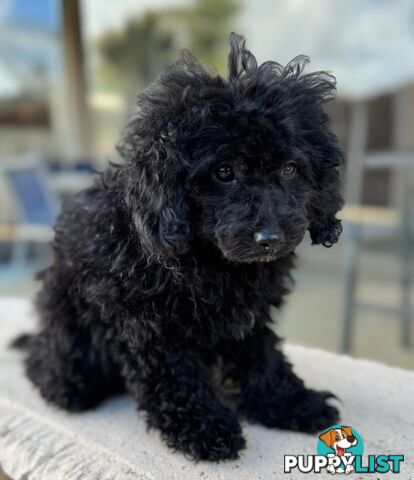 Christmas puppies avail now. Toy poodle, pure, baby boys. Oakleigh. Free deliv.