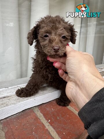Tiny pure TOY POODLE chocolate brown puppies. Free Deliv