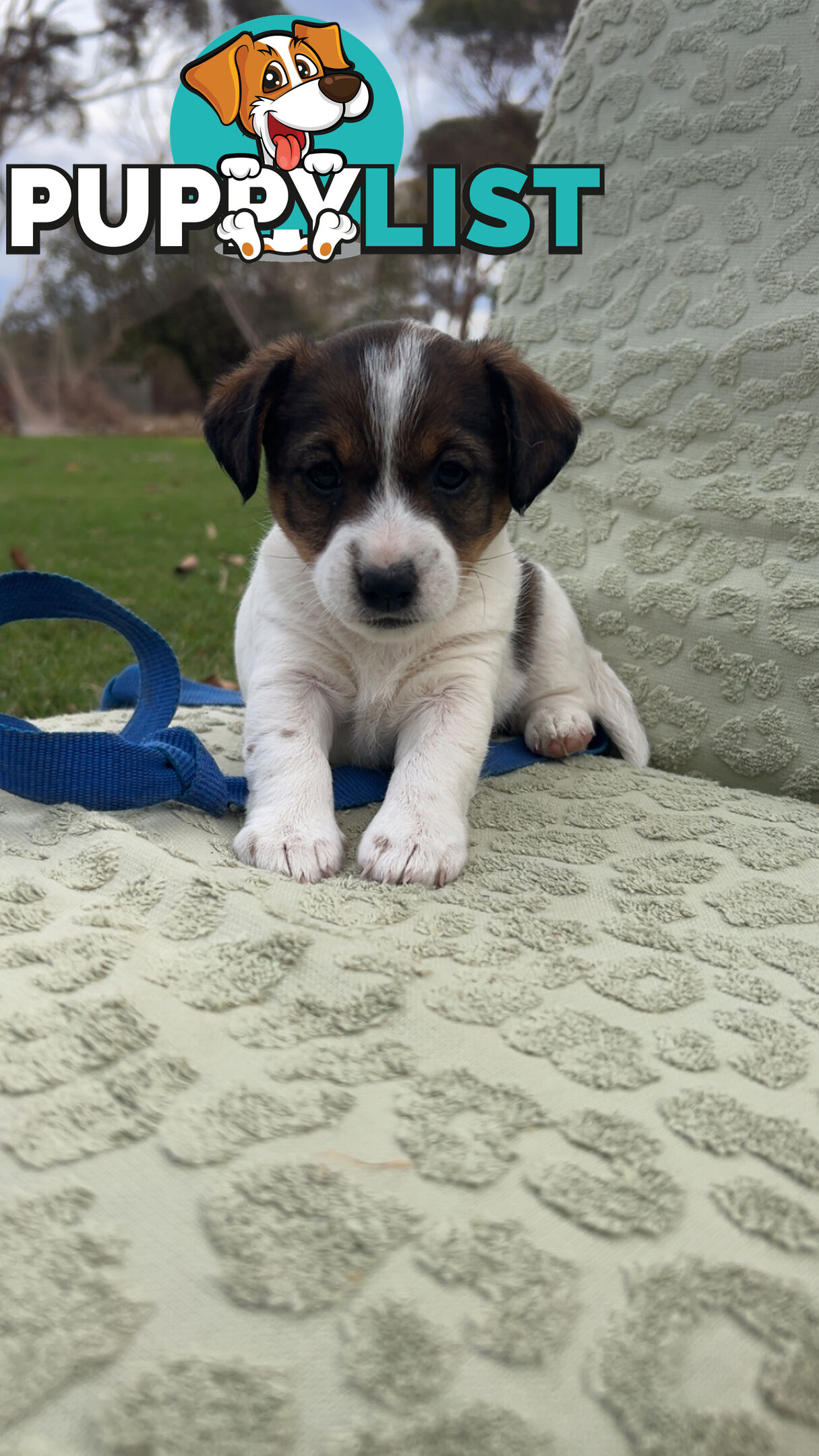 Looking for a Loving Home