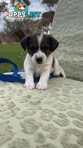 Looking for a Loving Home