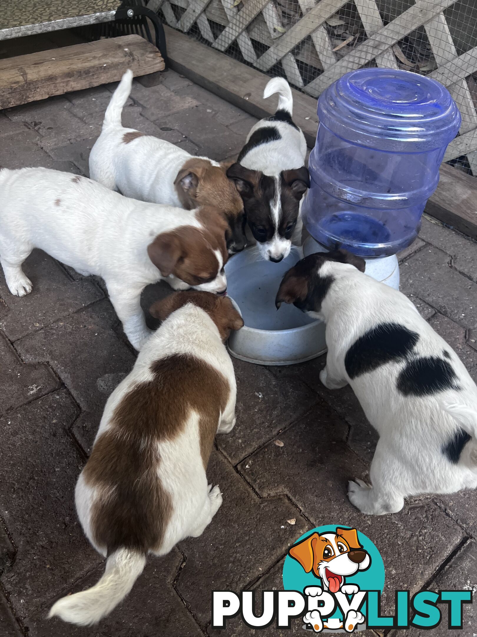 Looking for a Loving Home