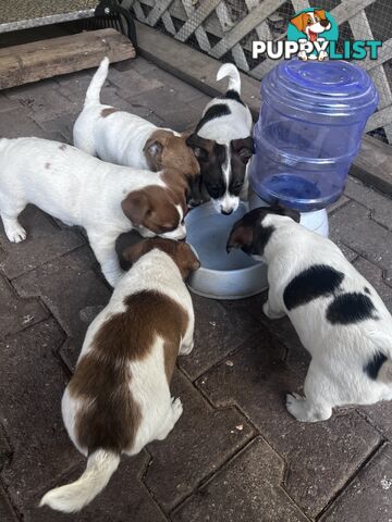 Looking for a Loving Home