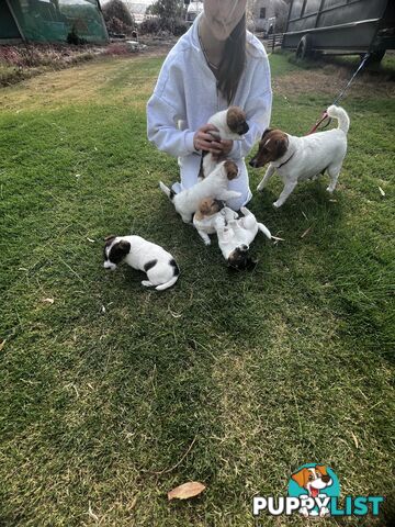 Looking for a Loving Home