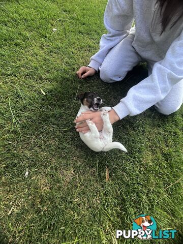 Looking for a Loving Home