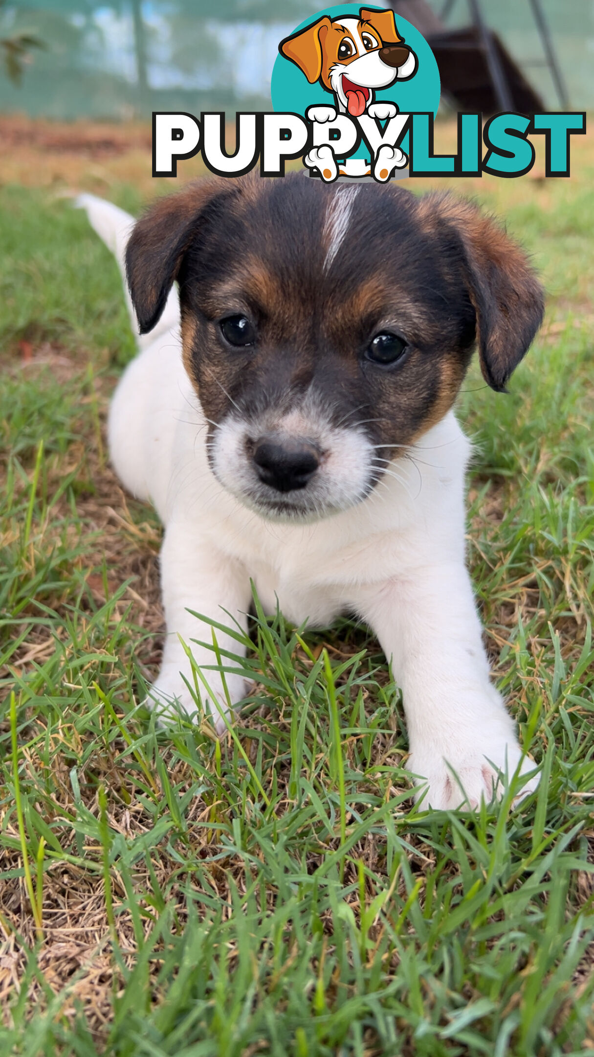 Looking for a Loving Home