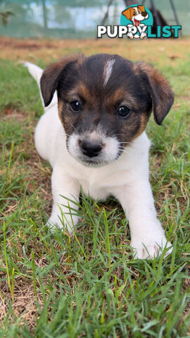 Looking for a Loving Home