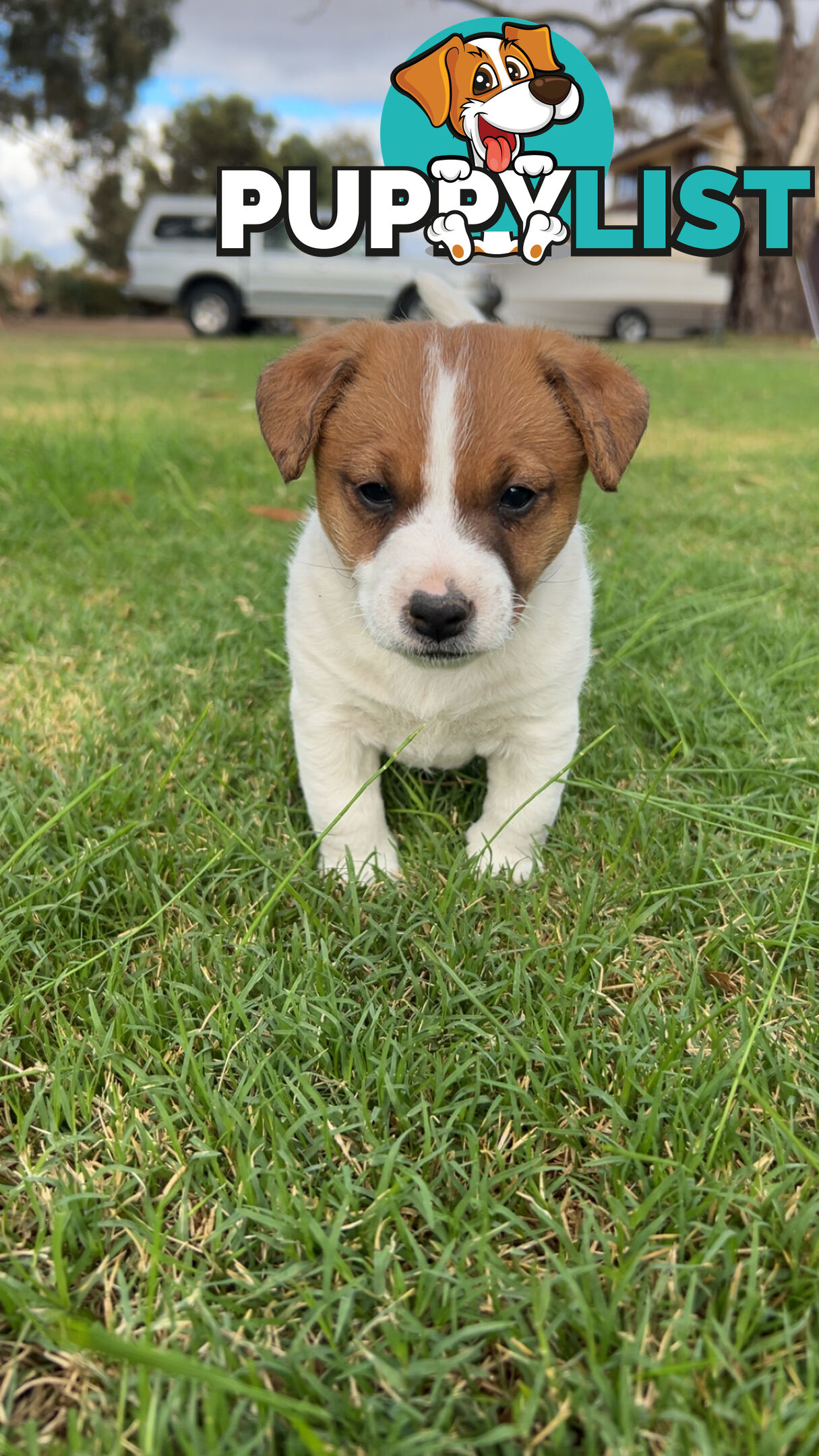 Looking for a Loving Home
