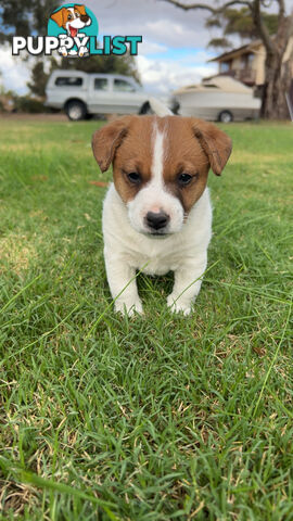 Looking for a Loving Home