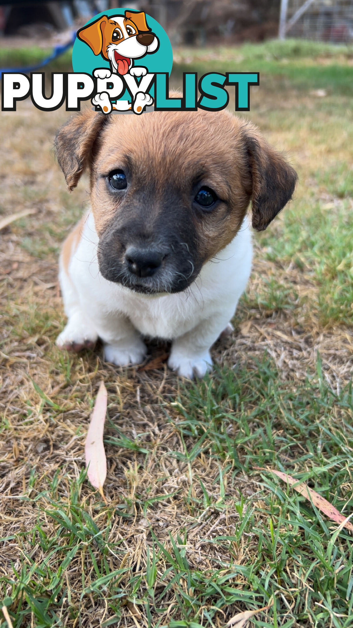 Looking for a Loving Home
